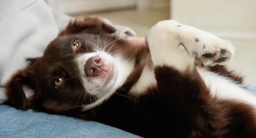 Пенка для мытья лап Soft Paws с силиконовой щёточкой