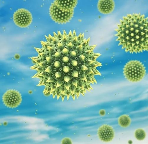 allergy-e1712048565964.jpg