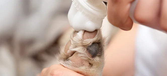 Уход для лап