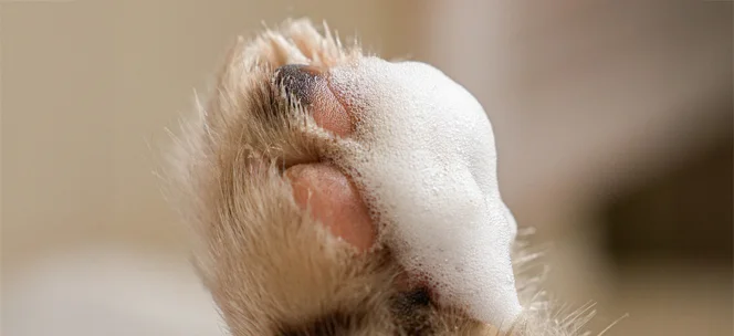 Лапка с пенкой