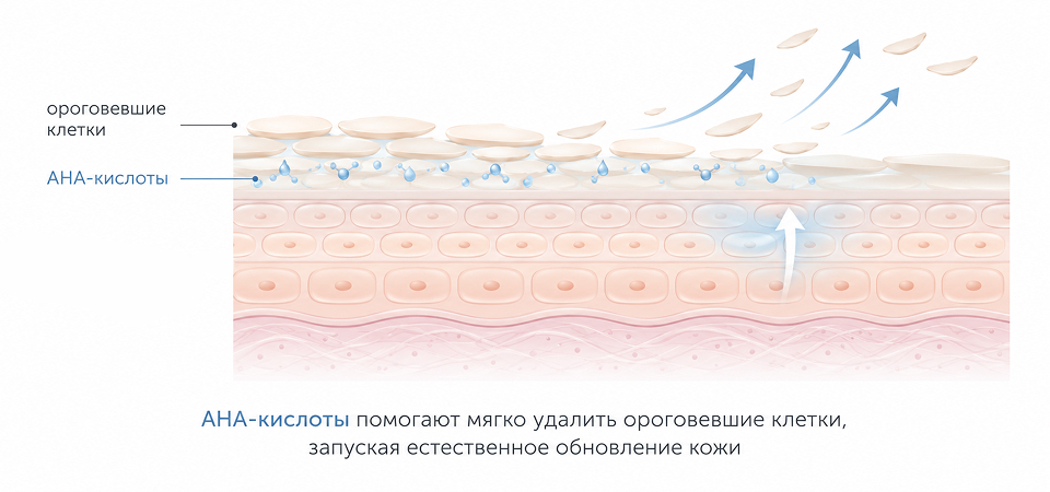Схема воздействия AHA-кислот на ороговевший слой кожи Схема воздействия AHA-кислот на ороговевший слой кожи